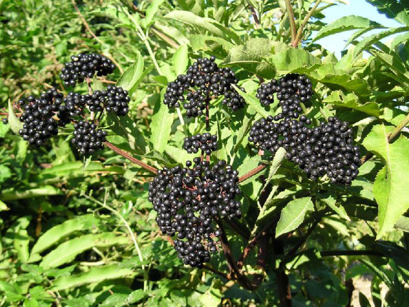 Black elderberry and its types Varieties of black elderberry