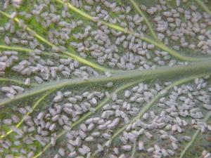 Effective whitefly control methods