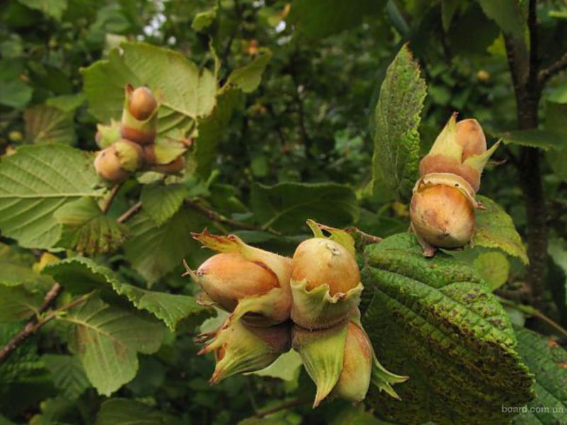 Growing hazelnuts What hazel looks like