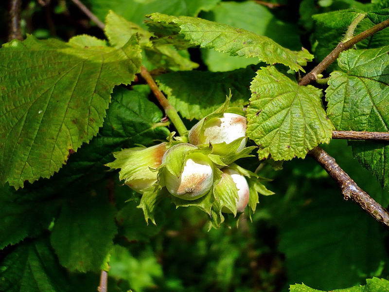 Hazelnut Hazel Description of hazel