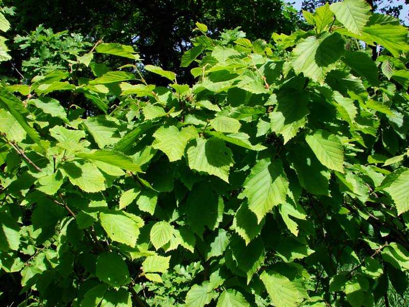 Growing hazel Hazelnut care