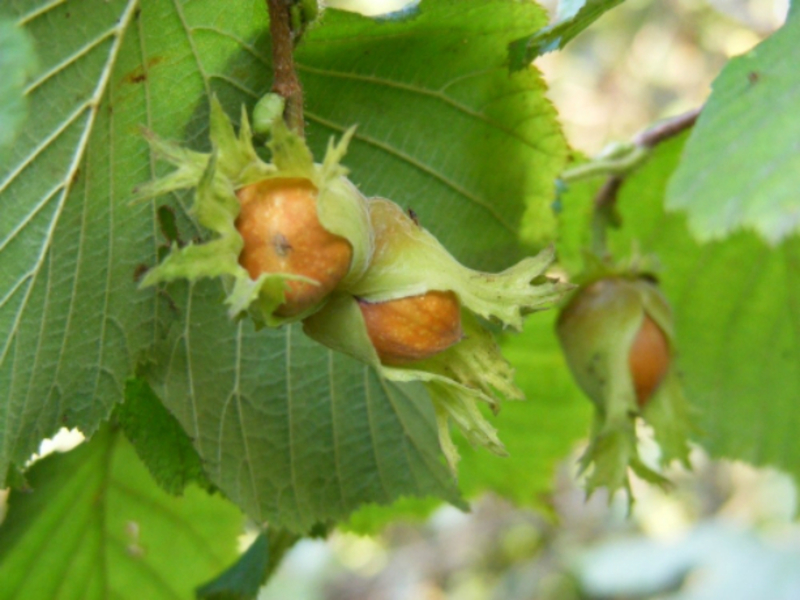 Hazel Hazel Fruit Hazelnut garden
