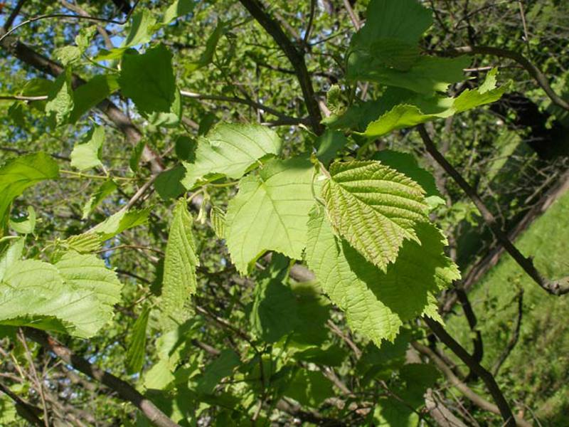 Growing hazel hazel How to plant hazel