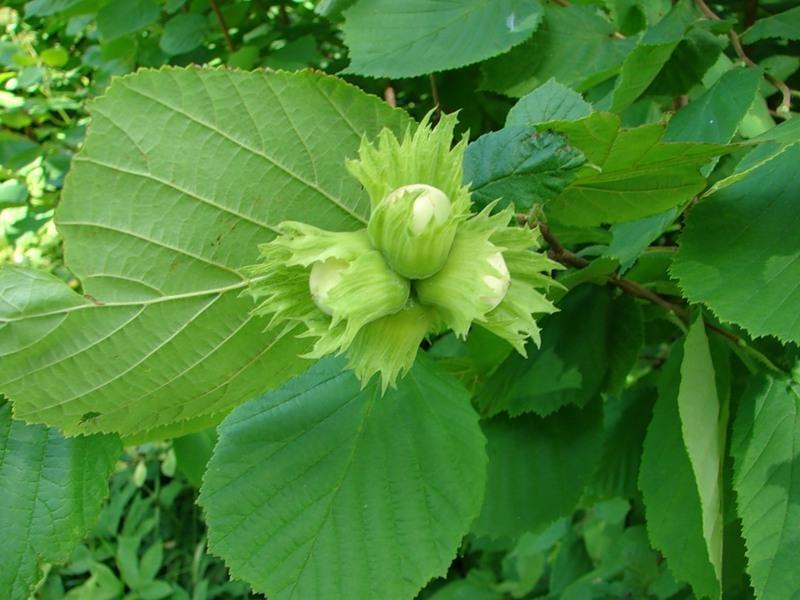 Hazel and caring for him Hazelnut