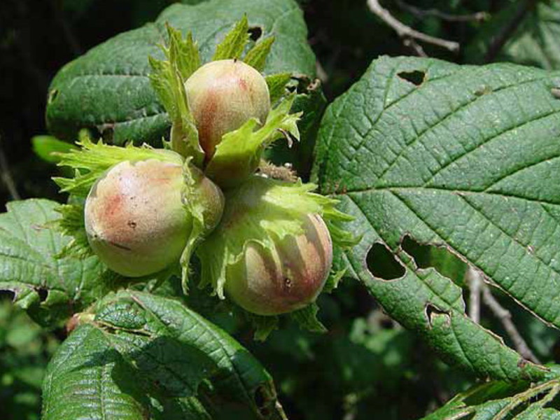 Growing hazel hazel Hazelnut