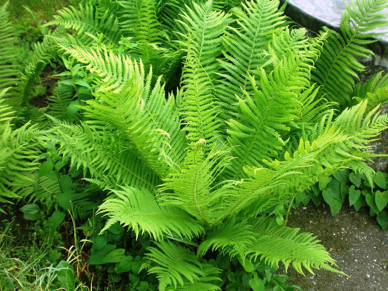 What does bracken fern look like? Distinctive external properties of the common bracken fern