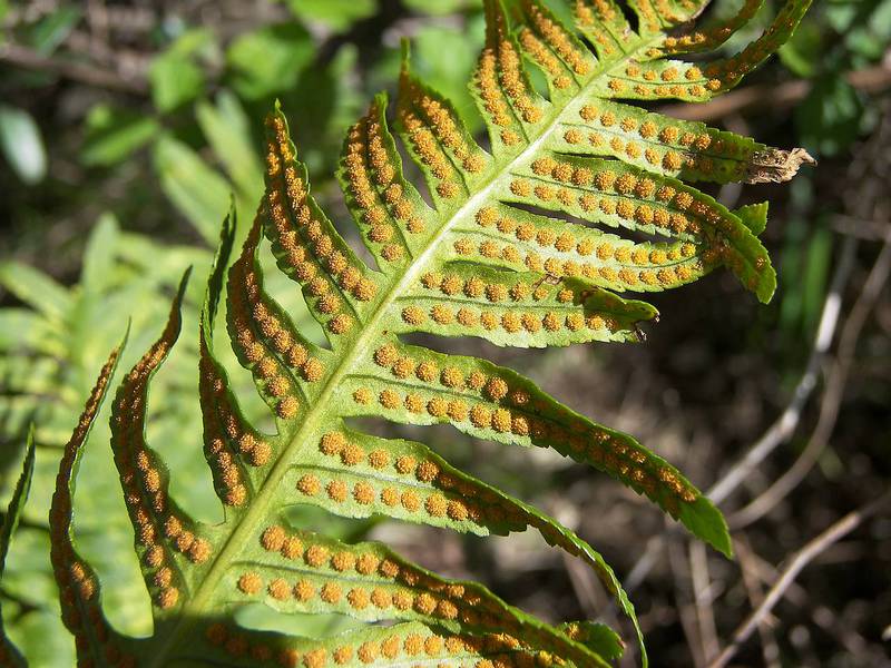 In what ways can bracken reproduce Description of breeding methods for common bracken fern