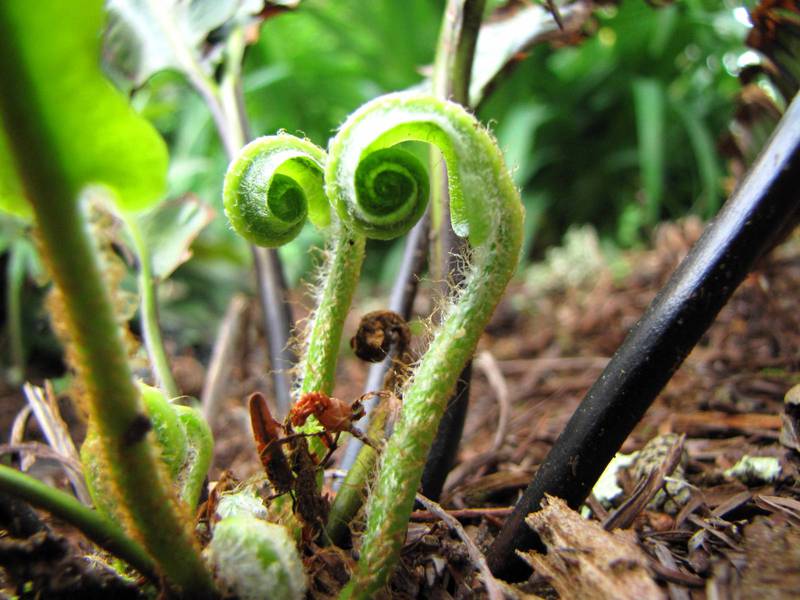 What breeding method does bracken fern most prefer? Nuances of the vegetative breeding method of the common bracken fern