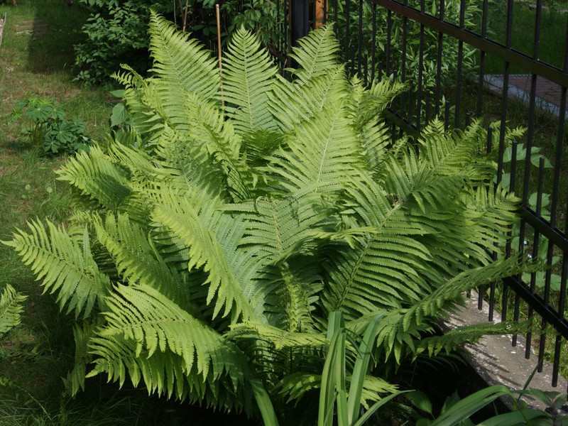 What size can a bracken fern grow? Growth features of the common bracken fern