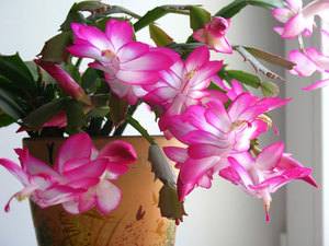 All about the Decembrist