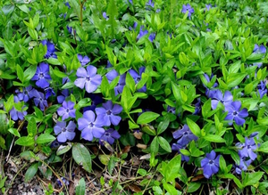 Features of growing periwinkle