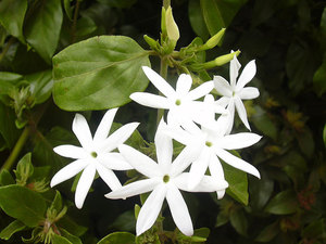 How to grow jasmine