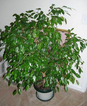 How to properly transplant ficus
