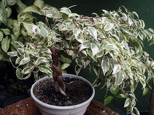 Conditions for ficus