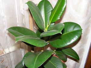 Types of ficusrv