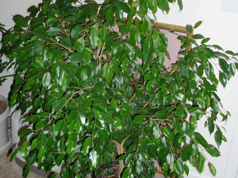 Indoor plant ficus