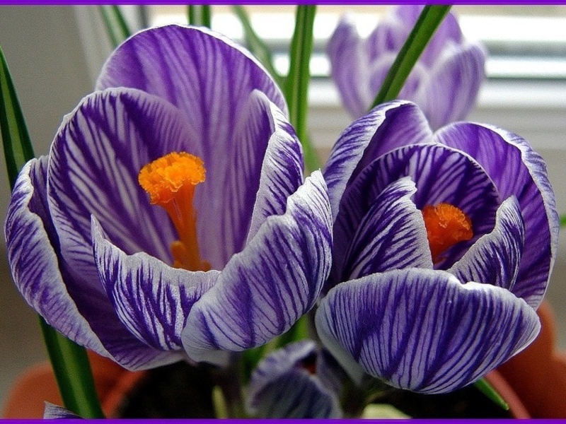 Crocus flowers and their types