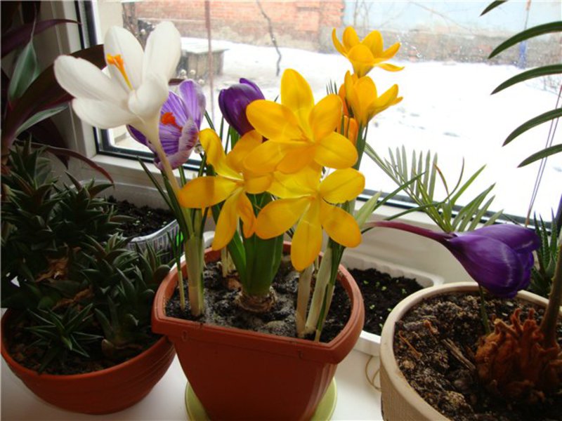 Crocuses on the plot