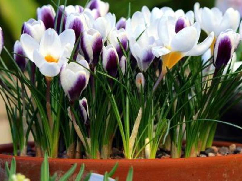 Crocuses in the house