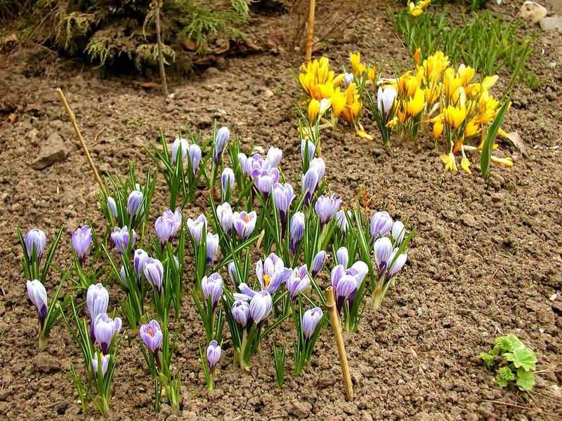 How to care for crocuses