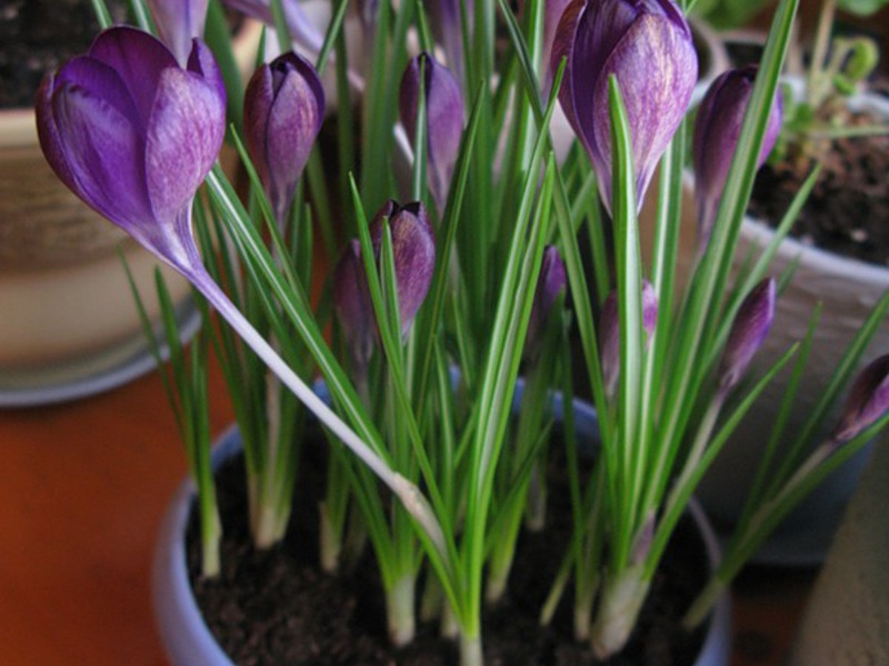 How to grow flowers at home