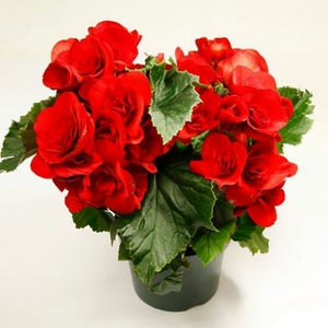 Propagation of begonias by cuttings