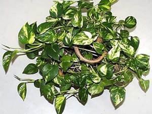 Scindapus plant care at home