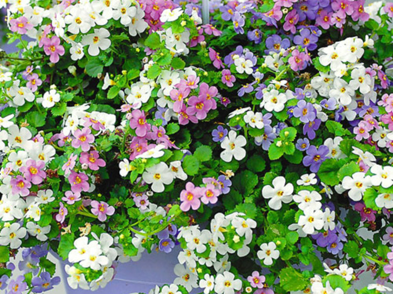 Bacopa blooms from May to September Flowering Bacopa bushes