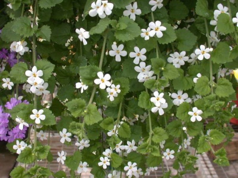 Bacopa flowering bush Bacopa bush for gardens and balconies