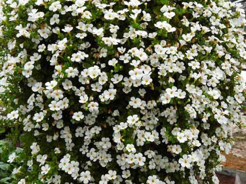 Flowers for the balcony Bacopa Seed Bacopa