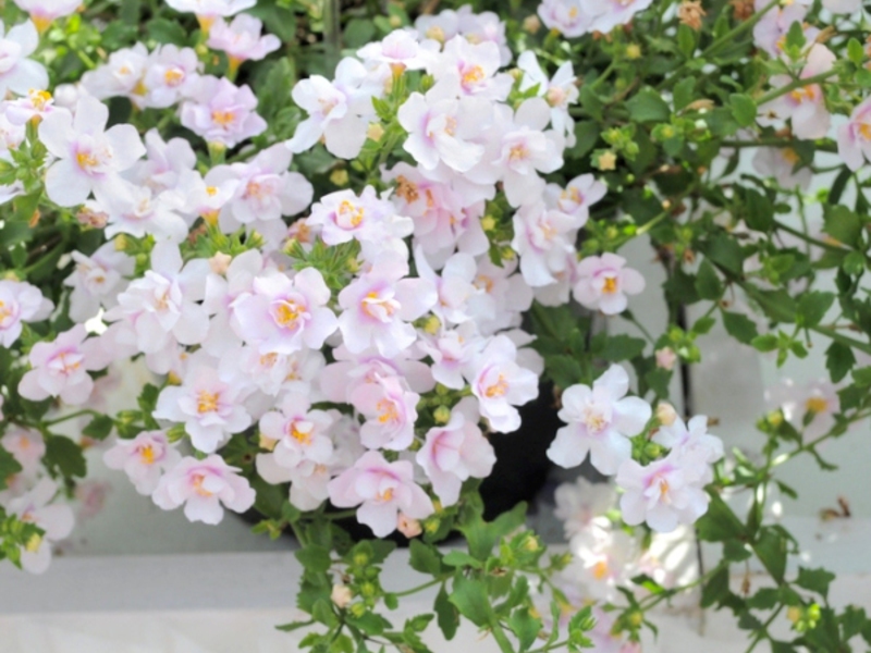 Reproduction of Bacopa flowers How to properly plant Bacopa