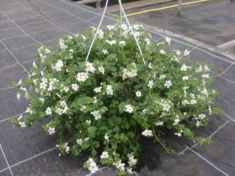 White Bacopa Flowers Bacopa is one of the new hanging basket plants