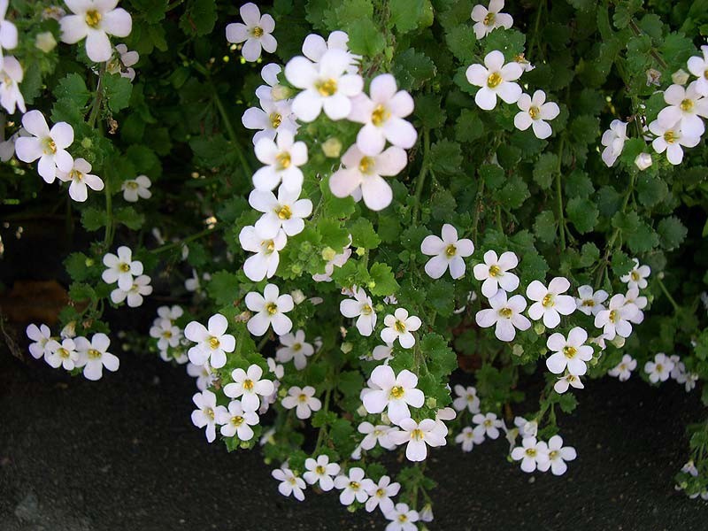 Bacopa blooms from May to September Varieties of colors for balconies