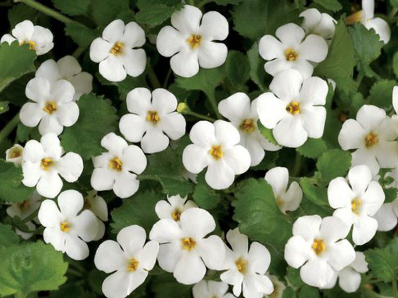 How the Bacopa plant blooms Plant for balconies