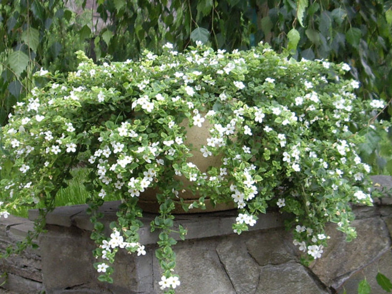 Reproduction of bacopa How to plant bacopa