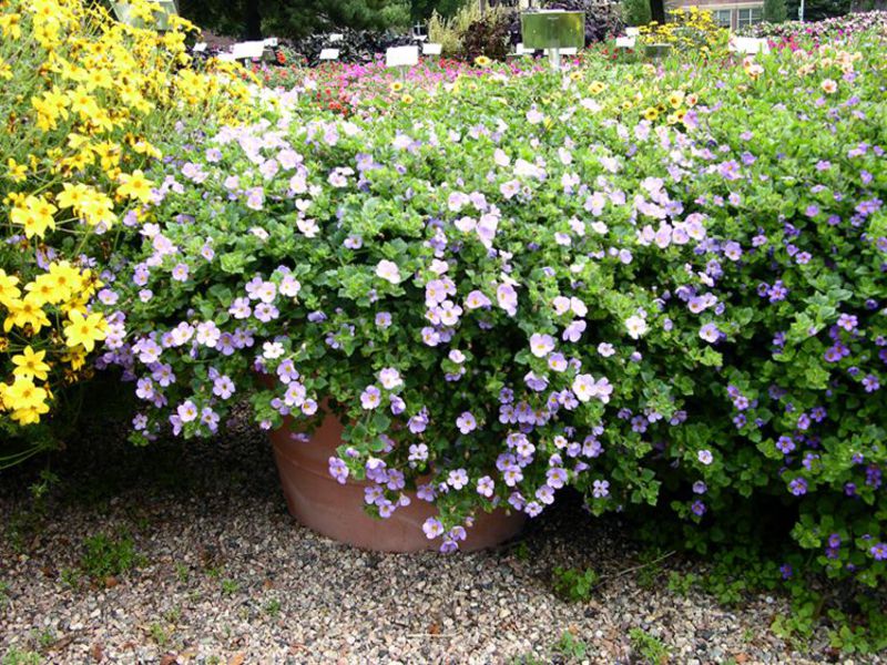 How to plant a backop Name of ampel colors