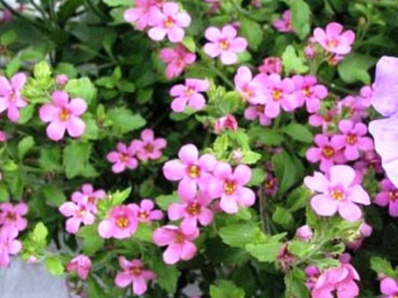 Bacopa blooms from May to September Bacopa flowering period