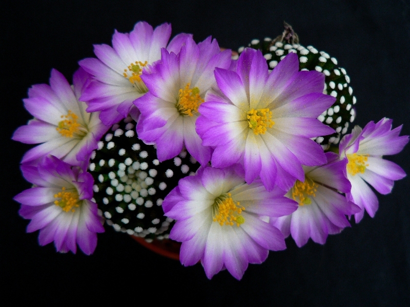 Popular varieties of mammillaria Does the cactus love water