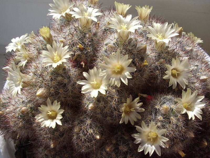 Varieties of mammillaria Cactus variety and name