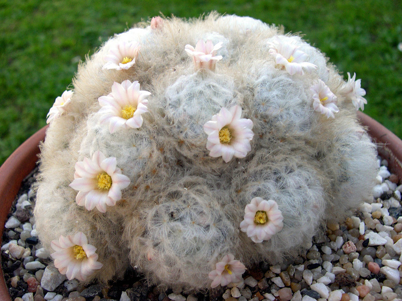 Mammillaria at home Conditions for growing cacti