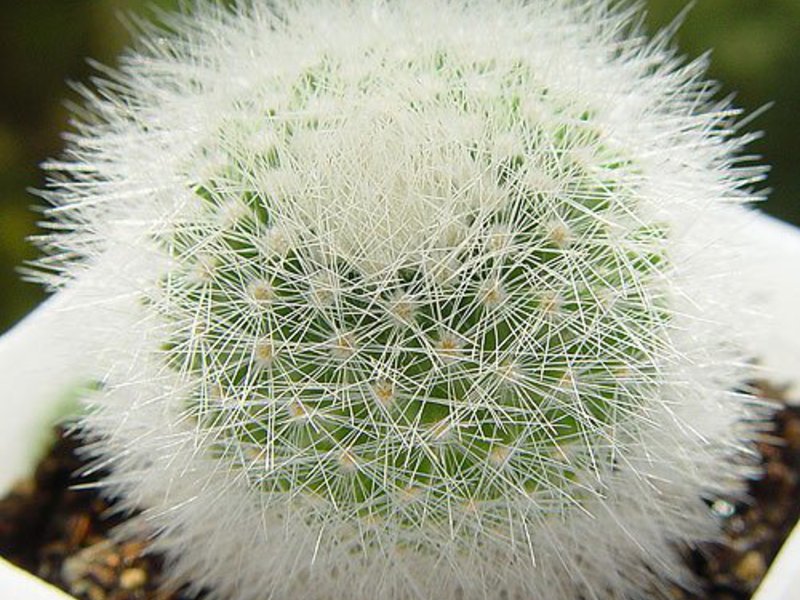 Mammillaria cactus Features of the mammillaria cactus