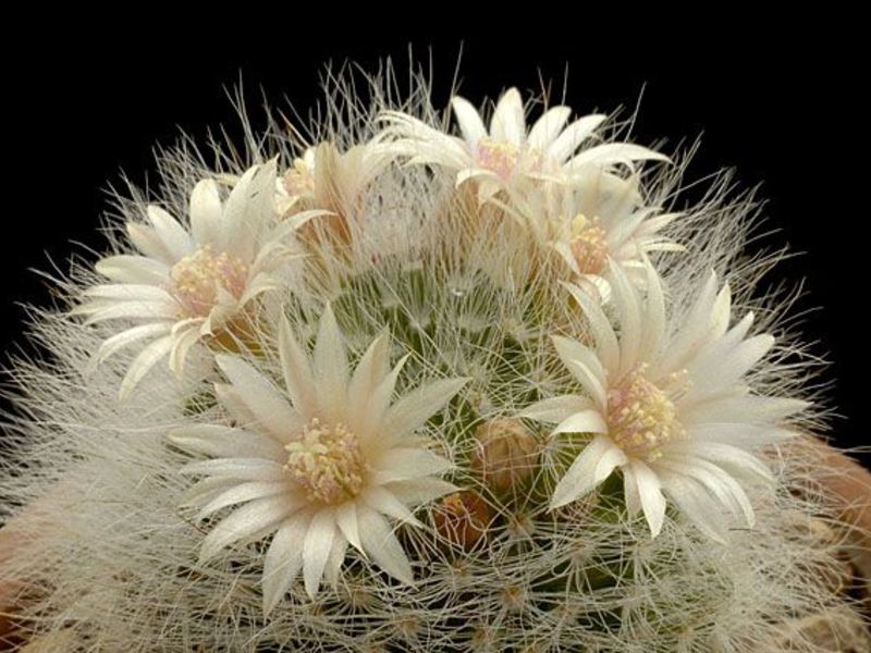 Is it possible to grow them at home Cacti - a thorny miracle
