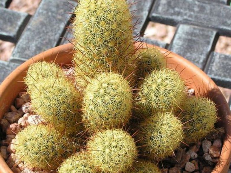 Mammillaria - small cactus Care and cultivation of the Mammillaria cactus