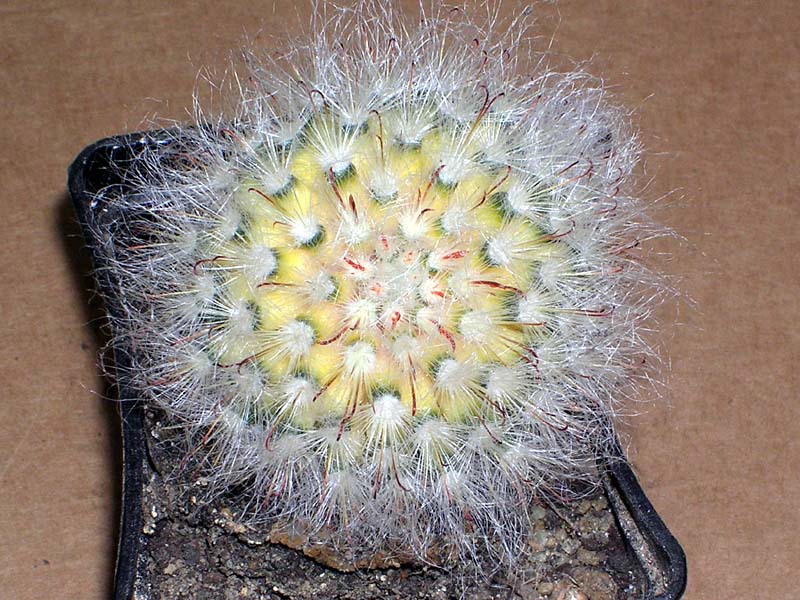 How to care for cacti How the Mammillaria cactus blooms
