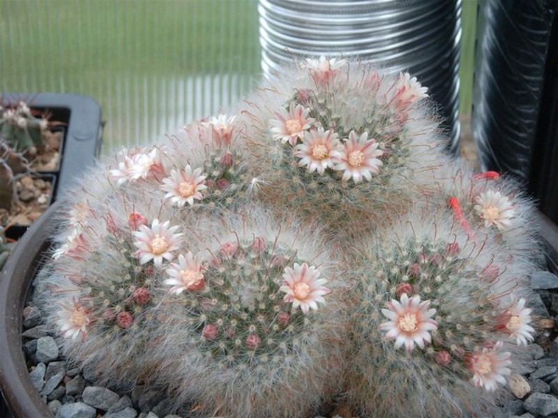 A special variety of cacti Cactus variety