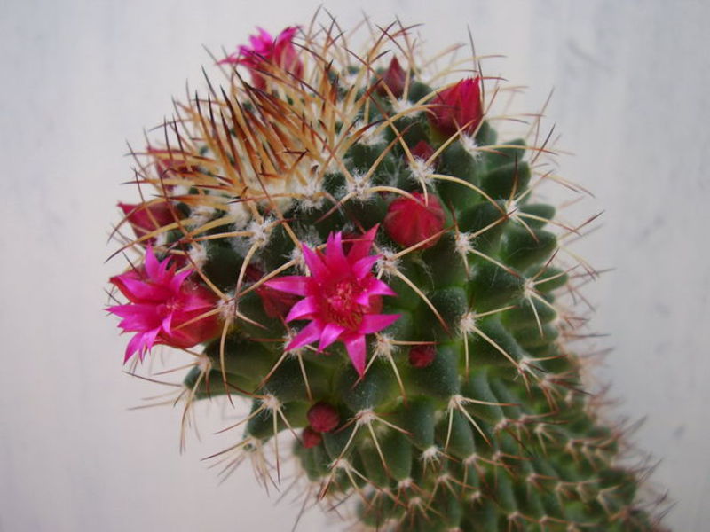 Blooming cactus Features of caring for a cactus