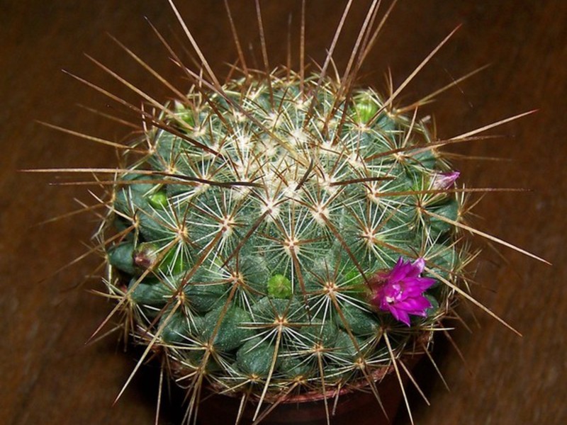Small mammillaria cactus Mammillaria - small cactus