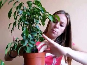 Reproduction of ficuses is not a complicated process.