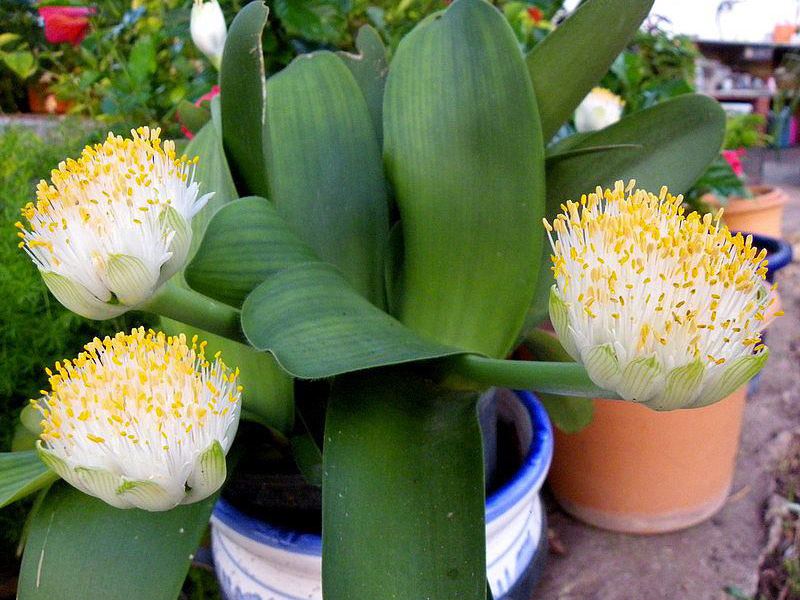 White-flowered Gemantus (Haemanthus albiflos) - plant photo. White-flowered Gemantus needs a large pot.