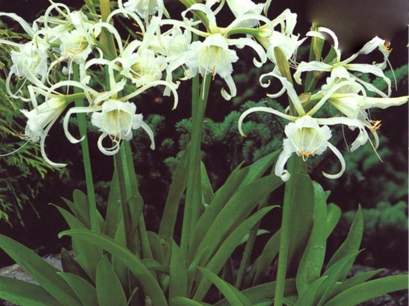 Hymenokallis flower will fit perfectly into your home garden Hymenokallis flower will become